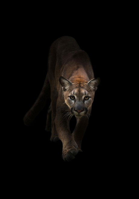 Lion Poster Print - Incado # VARPDXIN32740