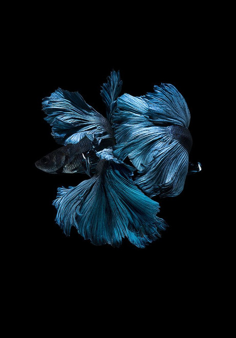 Blue Betta Poster Print - Incado # VARPDXIN32741
