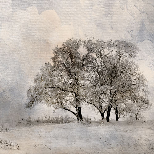 Winter Frost 2 Poster Print - Kimberly Allen # VARPDXKASQ3269B