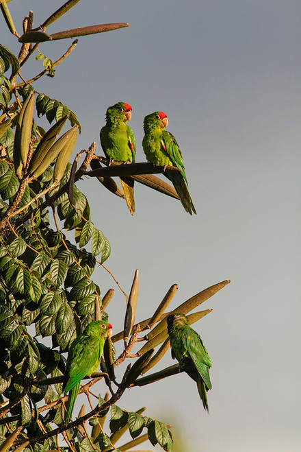 Red-lored Parrots-Costa Rica Poster Print - Adam Jones # VARPDXSA22AJE0058
