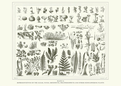 Planche Botanique 1 Poster Print - BRAUN Studio # VARPDXR4340