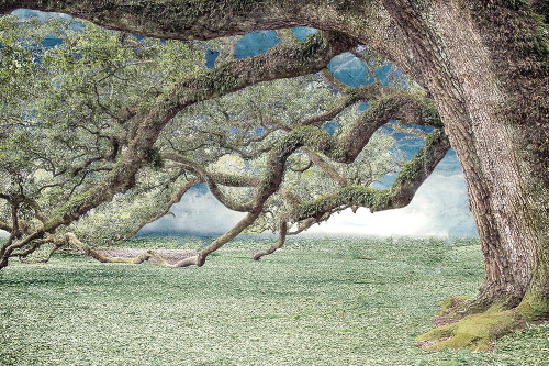 Under the Branches Poster Print - Kimberly Allen # VARPDXKARC3184A