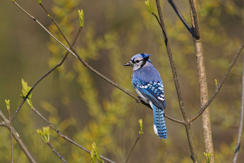 Blue jay Poster Print - Adam Jones # VARPDXNA02AJE1118