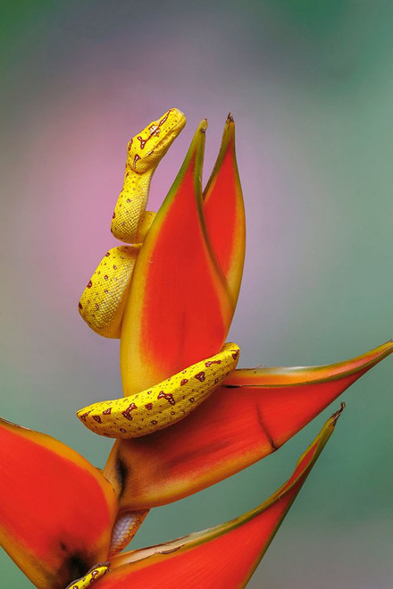 Juvenile Green tree python Poster Print - Adam Jones # VARPDXNA02AJE1181