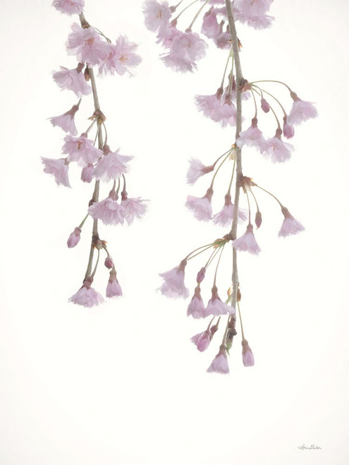Weeping Cherry on White I Poster Print - Lori Deiter # VARPDXLD2828