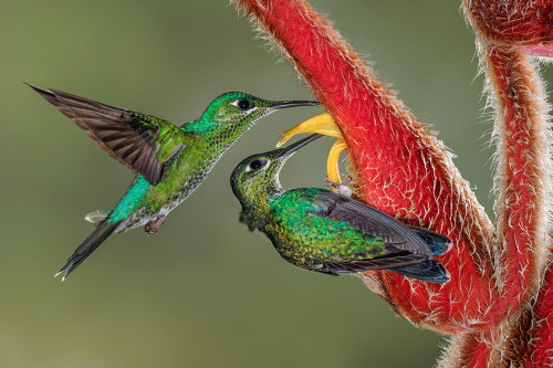 Green Crowned Brilliant hummingbird-Costa Rica Poster Print - Adam Jones # VARPDXSA22AJE0020