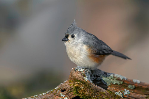 Tufted titmouse in winter Poster Print - Adam Jones # VARPDXNA02AJE1007