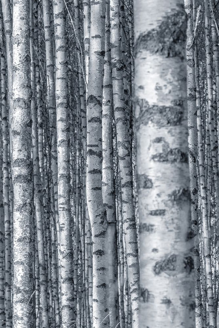 Birches 2 Poster Print - Kimberly Allen # VARPDXKARC3169B