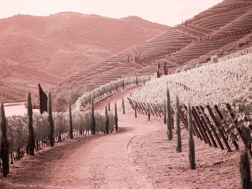 Portugal-Douro Valley-Backcountry road through the vineyards Poster Print - Terry Eggers # VARPDXEU23TEG0898