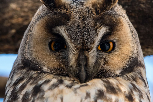 Long-eared owl-Asio otus-Kikinda-Serbia Poster Print - Sergio Pitamitz # VARPDXEU37SPI0022
