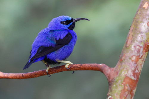 Yellow-legged honeycreeper-native to South America Poster Print - Adam Jones # VARPDXNA02AJE1163