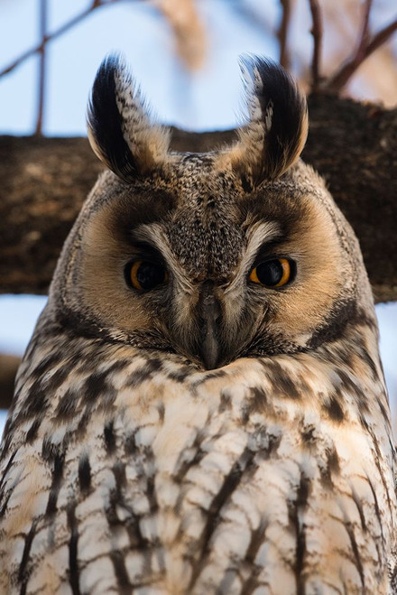 Long-eared owl-Asio otus-Kikinda-Serbia Poster Print - Sergio Pitamitz # VARPDXEU37SPI0021