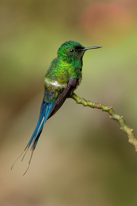 Green Thorntail hummingbird perched on plant-Costa Rica Poster Print - Adam Jones # VARPDXSA22AJE0016