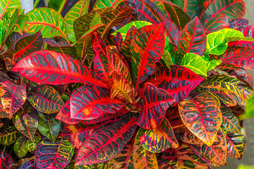 Colorful leaves-Moorea-Tahiti-French Polynesia Poster Print - William Perry # VARPDXOC13WPE0006