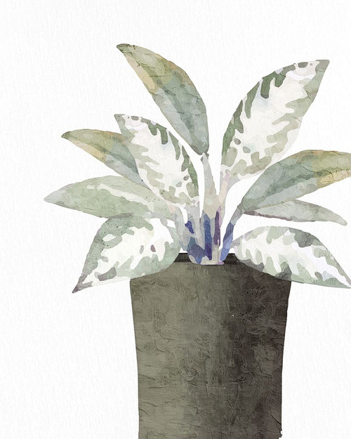 Olive Pot 2 Poster Print - Kimberly Allen # VARPDXKARC3150B