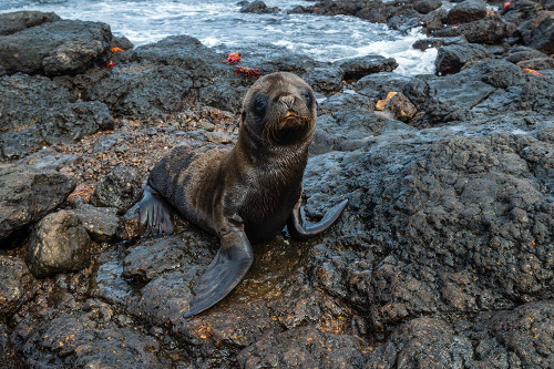 Galapagos Sea Lion-Zalophus californianus wollebaeki-South Plaza Island-Galapagos islands-Ecuador Poster Print - Sergio Pitamitz # VARPDXSA07SPI0088