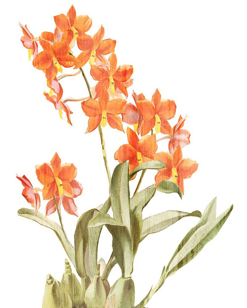 Orchid Love 2 Poster Print - Allen Kimberly # VARPDXKARC3133B