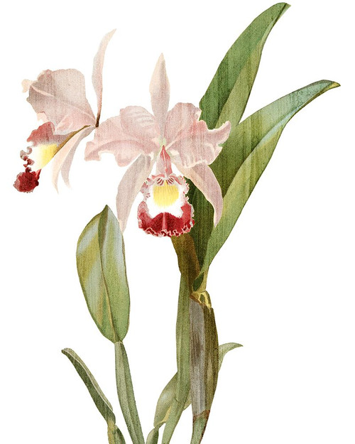 Orchid Love 1 Poster Print - Allen Kimberly # VARPDXKARC3133A