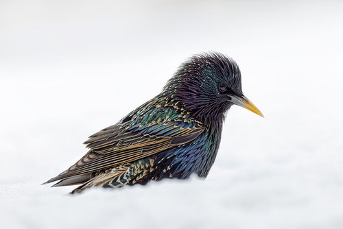 Common starling-foraging in snow-non native US species Poster Print - Adam Jones # VARPDXNA02AJE1099