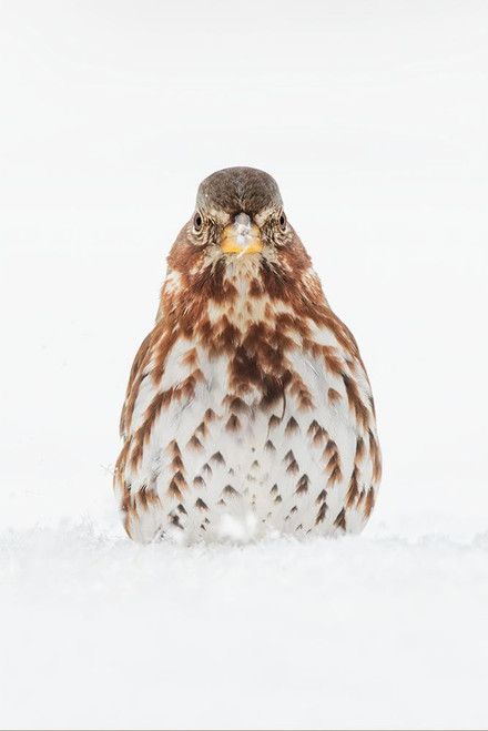 Fox Sparrow foraging in snow Poster Print - Adam Jones # VARPDXNA02AJE1095