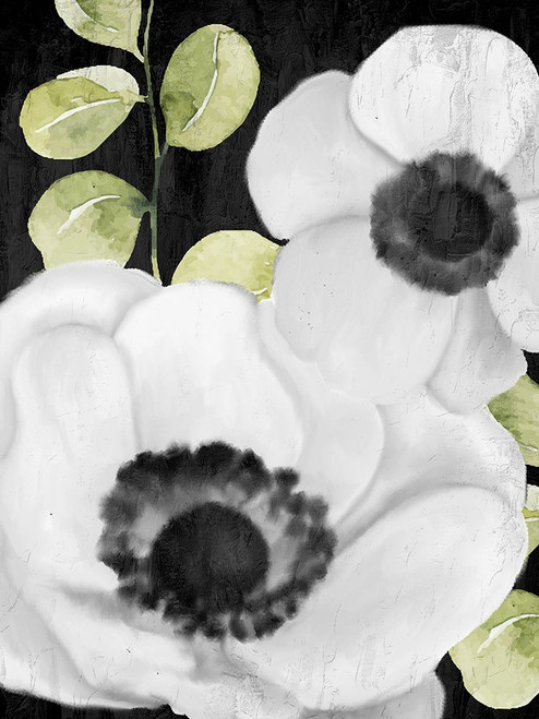 Anemone On Black 1 Poster Print - Kimberly Allen # VARPDXKARC3120A