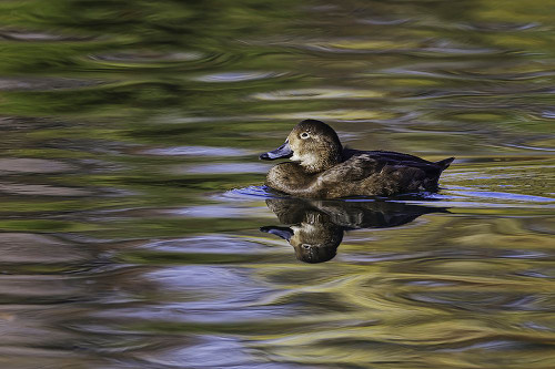 Duck swimming in autumn water Poster Print - Adam Jones # VARPDXNA02AJE1073