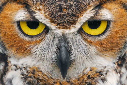 Close-up of Great horned owl Poster Print - Adam Jones # VARPDXNA02AJE1058
