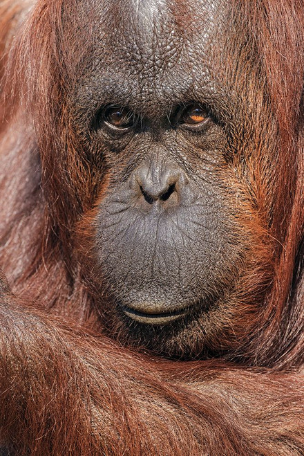 Orangutan-Pongo-native to Borneo and Sumatra Poster Print - Adam Jones # VARPDXNA02AJE1063