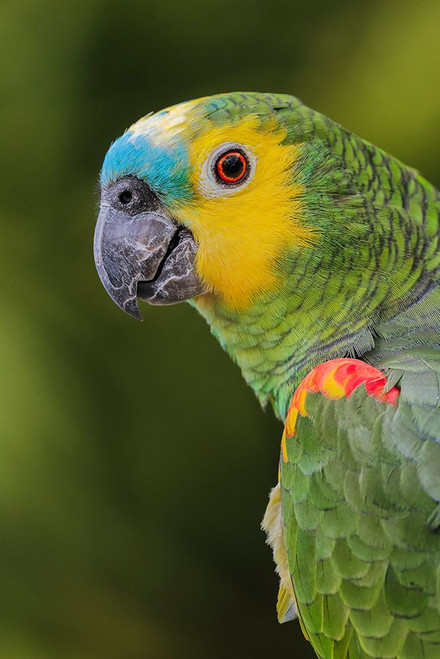 Blue fronted Amazon parrot-native to South America Poster Print - Adam Jones # VARPDXNA02AJE1053