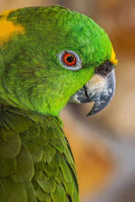 Yellow-napped Amazon parrot portrait Poster Print - Adam Jones # VARPDXNA02AJE1051