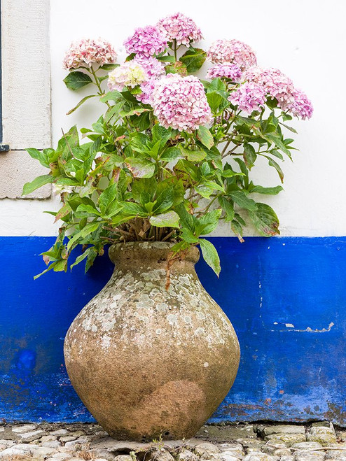 Portugal-Obidos-Pink hydrangea in an old pottery against a white and blue wall on the streets of Ob Poster Print - Julie Eggers # VARPDXEU23JEG0424 Portugal-Obidos-Pink hydrangea in an old pottery against a white and blue wall on the streets of Ob Poster Print - Julie Eggers # VARPDXEU23JEG0424