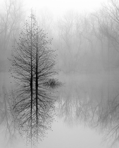 Lake Trees in Winter Fog Poster Print - Nicholas Bell # VARPDXB4240D
