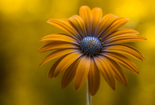 Sunshine Daisy Poster Print - Mandy Disher # VARPDX967343