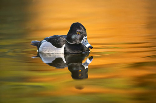 Ring-necked duck Poster Print - Adam Jones # VARPDXNA02AJE0996