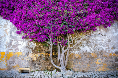 Europe-Portugal-Obidos-Bougainvillea plant on house wall Poster Print - Jaynes Gallery # VARPDXEU23BJY0067