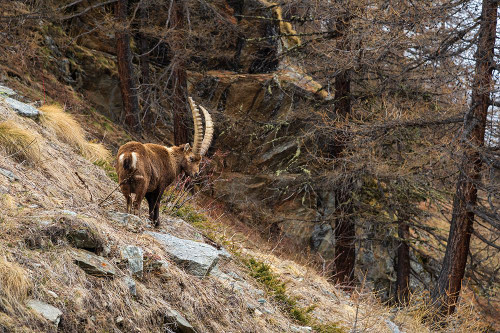 Alpine ibex-capra ibex-Valsavarenche-Gran Paradiso National Park-Aosta Valley-Italy Poster Print - Sergio Pitamitz # VARPDXEU16SPI0779
