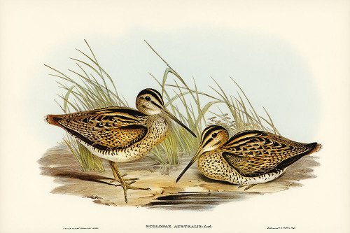 New Holland Snipe-Scolopax Australis Poster Print - John Gould # VARPDX65853