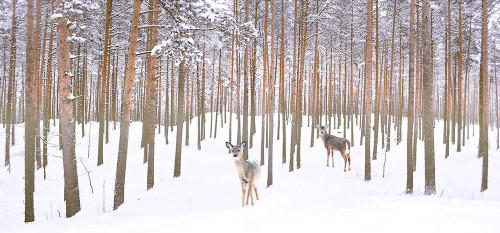 Wintry Partners Poster Print - Steve Hunziker # VARPDX81977