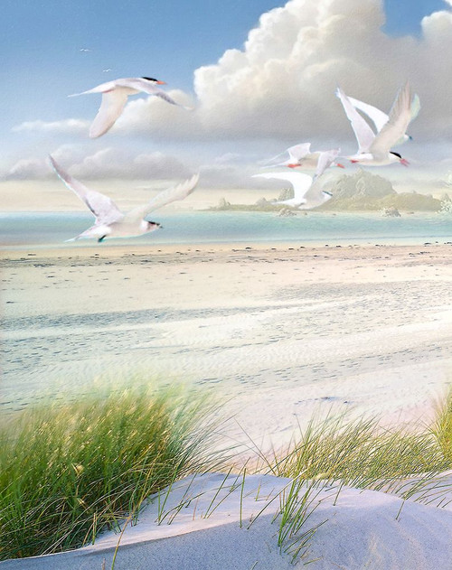 Celestial Tern I Poster Print - Steve Hunziker # VARPDX81993