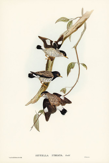 Striated Sittella-Sittella striata Poster Print - John Gould # VARPDX65818