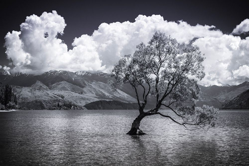 The Wanaka tree-Lake Wanaka-Otago-South Island-New Zealand Poster Print - Russ Bishop # VARPDXAU03RBS0353