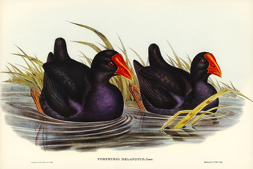 Black-backed Porphyrio-Porphyrio melanotus Poster Print - John Gould # VARPDX65814