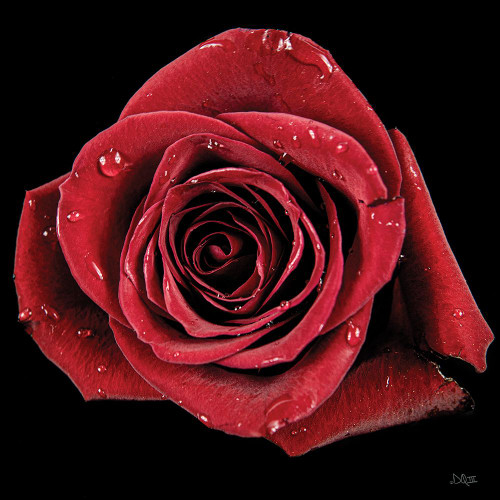 Broken Heart Rose Poster Print - Donnie Quillen # VARPDXDQ250