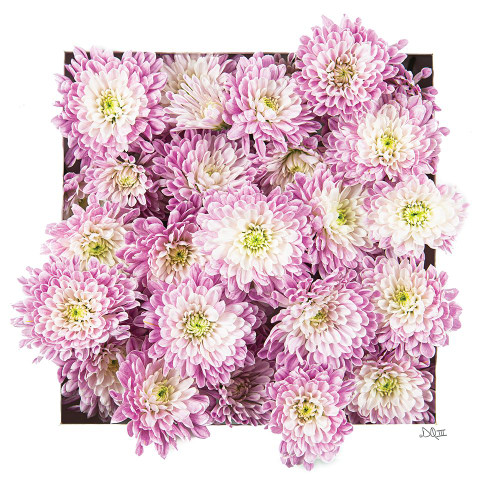 Pretty in Purple II Poster Print - Donnie Quillen # VARPDXDQ257