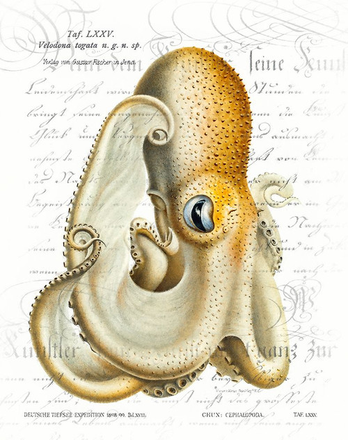 Octopus I Poster Print - Steve Hunziker # VARPDX81946