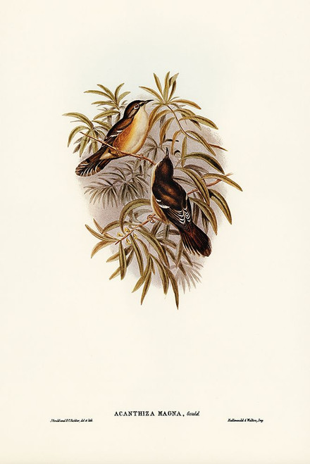 Great Acanthiza-Acanthiza magna Poster Print - John Gould # VARPDX65798