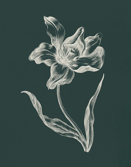 Eden Tulips I Poster Print - Wild Apple Portfolio # VARPDX77795