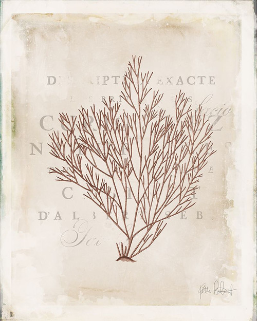 Sea Garden II Brown Poster Print - Katie Pertiet # VARPDX77166