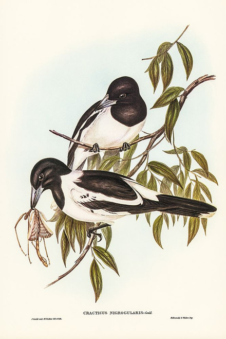 Black-throated Crow-Shrike-Cracticus nigrogularis Poster Print - John Gould # VARPDX65790
