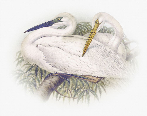 Sentimental Plumage IV Poster Print - Steve Hunziker # VARPDX81925